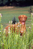 DOG 14 CE0062 01
Rhodesian Ridgeback Standing In Field By Pink Flowers