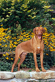 DOG 14 CE0063 01
Rhodesian Ridgeback Standing In Garden By Yellow Flowers