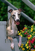 DOG 14 CE0065 01
Close-Up Of Whippet Laying On Stairs By Flowers