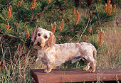 DOG 14 CE0066 01
Miniature Wirehaired Dachshund Standing On Bench In Forest Profile
