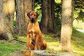 DOG 14 DB0003 01
Rhodesian Ridgeback Sitting On Tree Stump