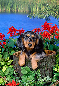 DOG 14 FA0025 01
Long Hair Dapple Dachshund Sitting In Tree Trunk