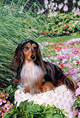 DOG 14 FA0026 01
Long Hair Dapple Dachshund Sitting On Basket By Flowers