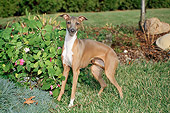 DOG 14 FA0027 01
Italian Greyhound Standing On Grass By Shrubs