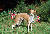 DOG 14 FA0028 01
Italian Greyhound Standing On Grass By Flowers