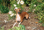 DOG 14 FA0029 01
Italian Greyhound Laying In Garden