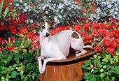 DOG 14 FA0030 01
Italian Greyhound Laying On Barrel In Garden