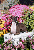 DOG 14 FA0031 01
Italian Greyhound Laying On Wicker Bench In Garden