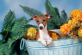 DOG 14 FA0032 01
Italian Greyhound Laying In Bucket With Yellow Flowers And Ferns