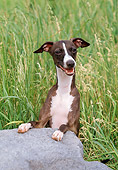 DOG 14 FA0033 01
Italian Greyhound Leaning On Rock In Grass Field