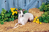 DOG 14 FA0034 01
Italian Greyhound Laying On Hay By Wooden Fence And Yellow Flowers