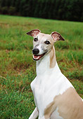 DOG 14 FA0035 01
Portrait Of Whippet Sitting In Grass Field