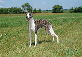 DOG 14 FA0036 01
Whippet Standing In Grass Field