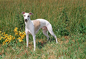 DOG 14 FA0037 01
Whippet Standing In Tall Grass By Yellow Flowers