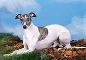 DOG 14 FA0038 01
Whippet Laying On Grass And Wood Chips