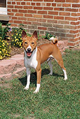 DOG 14 FA0039 01
Basenji Standing On Lawn By Brick Wall