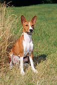 DOG 14 FA0040 01
Basenji Sitting On Grass Field