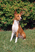 DOG 14 FA0041 01
Basenji Sitting On Grass Field