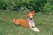DOG 14 FA0042 01
Basenji Laying On Grass Field