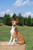 DOG 14 FA0043 01
Basenji Sitting On Picnic Basket On Grass Field