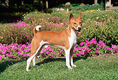 DOG 14 FA0044 01
Basenji Standing On Grass By Garden