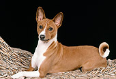 DOG 14 FA0045 01
Basenji Laying On Blanket In Studio