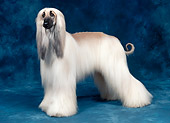 DOG 14 FA0046 01
Afghan Hound Standing In Blue Studio