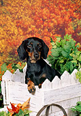 DOG 14 FA0051 01
Smooth-Haired Dachshund Sitting In Wheelbarrow By Autumn Trees