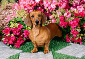 DOG 14 FA0052 01
Smooth-Haired Dachshund Standing In Garden