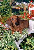 DOG 14 FA0053 01
Smooth-Haired Dachshund Laying On Wooden Bench In Garden