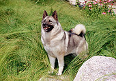 DOG 14 FA0055 01
Norwegian Elkhound Standing In Tall Grass