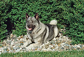 DOG 14 FA0056 01
Norwegian Elkhound Resting On Stones