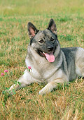 DOG 14 FA0057 01
Portrait Of Norwegian Elkhound Resting On Grass