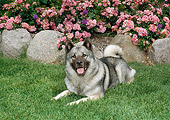 DOG 14 FA0058 01
Norwegian Elkhound Resting On Grass By Pink Flowers