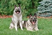 DOG 14 FA0059 01
Two Norwegian Elkhounds Resting On Grass By Evergreen Trees
