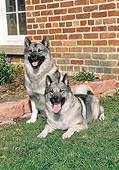 DOG 14 FA0060 01
Two Norwegian Elkhounds Resting On Lawn By Brick House