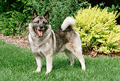 DOG 14 FA0061 01
Norwegian Elkhound Standing On Lawn By Shrubs