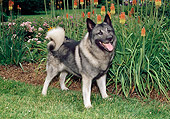 DOG 14 FA0062 01
Norwegian Elkhound Standing In Garden