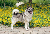 DOG 14 FA0063 01
Norwegian Elkhound Standing On Brick By Yellow Flowers