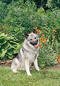 DOG 14 FA0064 01
Norwegian Elkhound Sitting In Garden