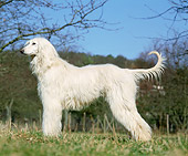 DOG 14 GL0001 01
Afghan Greyhound Standing On Grass Profile
