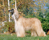 DOG 14 GL0002 01
Afghan Greyhound Standing On Grass Profile