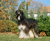 DOG 14 GL0003 01
Afghan Greyhound Standing On Grass