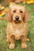 DOG 14 JE0001 01
Tawny Brittany Basset Sitting On Grass