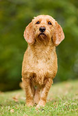 DOG 14 JE0002 01
Tawny Brittany Basset Standing On Grass