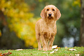 DOG 14 JE0003 01
Tawny Brittany Basset Standing On Grass