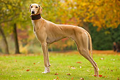 DOG 14 JE0009 01
Azawakh Standing On Grass And Fallen Leaves