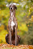 DOG 14 JE0011 01
Greyhound Sitting On Grass And Fallen Leaves