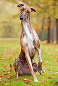 DOG 14 JE0012 01
Magyar Agar Sitting On Grass And Fallen Leaves