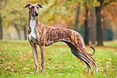 DOG 14 JE0013 01
Magyar Agar Standing On Grass And Fallen Leaves